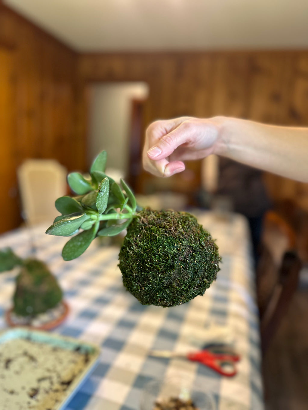 Kokedama Class